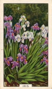 زهور الحديقة: السوسن (صورة ملونة) بواسطة مصور انجليزى