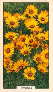 زهور الحديقة: أورسينيا (صورة ملونة) بواسطة مصور انجليزى