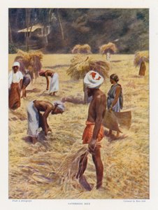 تجمع الأرز (صورة ملونة) بواسطة مصور انجليزى