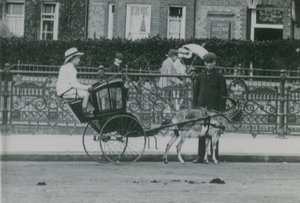 وسائل النقل التي تجرها الماعز بواسطة مصور انجليزى