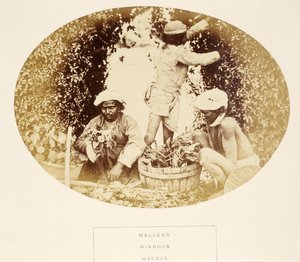 Mallees (Gardeners) ، الهندوس ، مدراس ، من شعب الهند ، بقلم جيه فوربس واتسون ، تم نشره عام 1868 (طباعة ألبومية) بواسطة مصور انجليزى