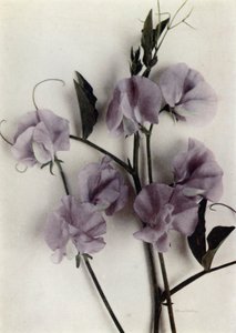 تحفة فنية (صورة ملونة) بواسطة مصور انجليزى