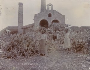 نيوكاسل بلانتيشن ، 1880 بواسطة مصور انجليزى
