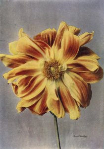 الداليا المزهرة بالبايوني، الغيشا (صورة ملونة) بواسطة مصور انجليزى