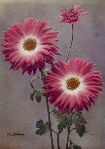 بيرسي أرنولد (صورة ملونة) بواسطة مصور انجليزى