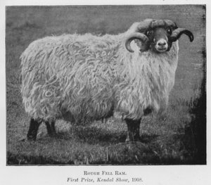 Rough Fell Ram ، الجائزة الأولى ، Kendal Show بواسطة مصور انجليزى