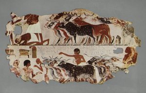 Scene representing the driving of a large herd of cattle, for stocktaking purposes, on an Egyptian farm (photo) بواسطة مصور انجليزى