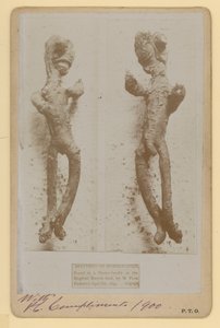 عينة من الفجل بواسطة مصور انجليزى