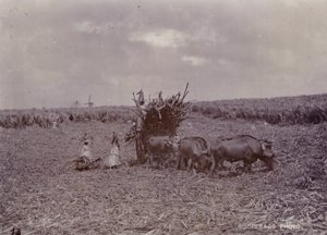 مزرعة السكر ، بربادوس ، 1880 بواسطة مصور انجليزى