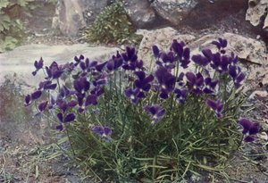 فيولا غراسيليس (صورة ملونة) بواسطة مصور انجليزى