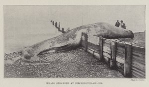 حوت عالق في Birchington على البحر بواسطة مصور انجليزى