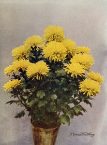 كابريس دو برينتيمب الأصفر بواسطة مصور انجليزى