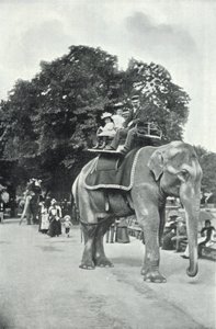 حدائق الحيوان ، أطفال يركبون الأفيال (صورة b / w) بواسطة مصور انجليزى