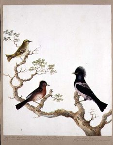 طائر النمنمة الذهبي ، دارتفورد وربلر وطرقة أو روز الملونة ، 1824 (مرحاض على ورق) بواسطة مدرسة اللغة الإنجليزية