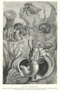 مجموعة من السلطعون الناسك (نقش) بواسطة مدرسة اللغة الإنجليزية