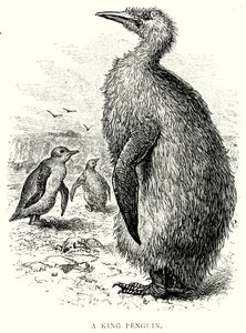 بطريق ملكي (نقش) بواسطة مدرسة اللغة الإنجليزية