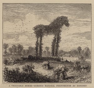 A Vegetable Horse, Curious Natural Phenomenon at Datchet (engraving) بواسطة مدرسة اللغة الإنجليزية