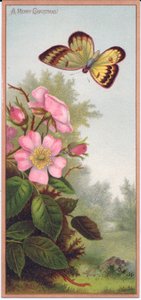 بطاقة عيد الميلاد الفيكتورية تصور فراشة وشجيرة من ورود الكلاب ، c.1880 بواسطة مدرسة اللغة الإنجليزية