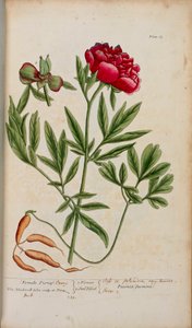 زهرة الفاوانيا من فيلم "A Curious Herbal ..." بقلم إليزابيث بلاكويل بواسطة مدرسة اللغة الإنجليزية