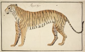 نمر ملكي من مجموعة Serfagee of Tanjore بواسطة مدرسة اللغة الإنجليزية
