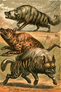 Aard Wolf ، الضبع المرقط والضبع المخطط بواسطة مدرسة اللغة الإنجليزية