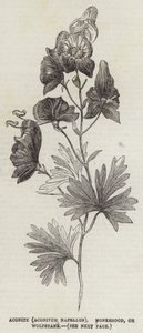 البيش (Aconitum Napellus) أو Monkshood أو Wolfsbane (النقش) بواسطة مدرسة اللغة الإنجليزية