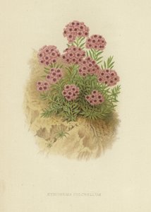 Tchihatchewia STAR بواسطة مدرسة اللغة الإنجليزية