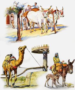 جميع أنواع الحيوانات العاملة بواسطة مدرسة اللغة الإنجليزية