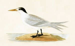 Allied Tern ، توضيح من "تاريخ طيور أوروبا غير المرصودة في الجزر البريطانية" بقلم تشارلز روبرت بري (1811-1886) ، نشر عام 1867
