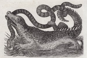 Alligator (engraving) بواسطة مدرسة اللغة الإنجليزية