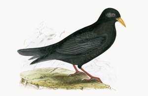 جبال الألب Chough ، توضيح من "تاريخ طيور أوروبا غير المرصودة في الجزر البريطانية" بقلم تشارلز روبرت بري (1811-1886) ، نشر عام 1867 بواسطة مدرسة اللغة الإنجليزية