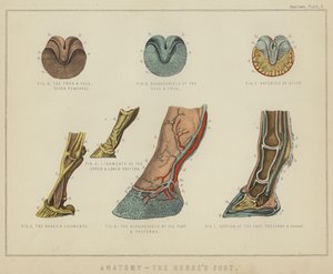 Anatomy, the horse