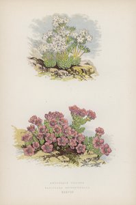 أندروساس فيلوسا Saxifraga Oppositefolia (لون ليثو) بواسطة مدرسة اللغة الإنجليزية