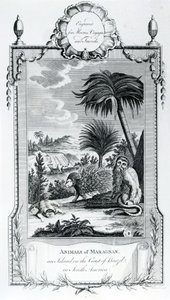 حيوانات Maragnan ، صورة مأخوذة من Moores Voyages and Travels ، 1778 بواسطة مدرسة اللغة الإنجليزية