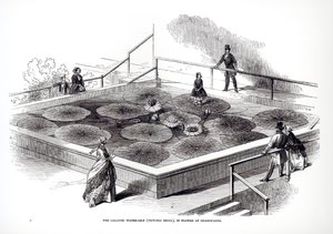 آني باكستون في فيكتوريا ريجايا زنبق الماء في المعهد الموسيقي الكبير في تشاتسورث ، 1849 بواسطة مدرسة اللغة الإنجليزية