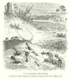 نملة فلسطين (عطا باربرا) (نقش) بواسطة مدرسة اللغة الإنجليزية