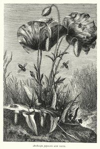 Anthocopa papaveris and Nests (engraving) بواسطة مدرسة اللغة الإنجليزية