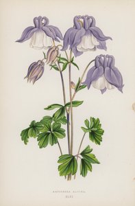 Aquilegia Alpina (colour litho) بواسطة مدرسة اللغة الإنجليزية