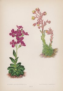 أرابيس بلفاروفيلا ؛ Saxifraga Ambigua (لون ليثو) بواسطة مدرسة اللغة الإنجليزية