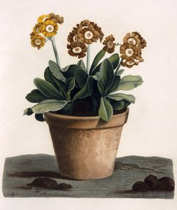 Auricula in a Pot ، حوالي 1840 (نقش ملون يدويًا) بواسطة مدرسة اللغة الإنجليزية