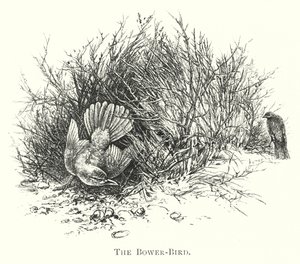 أستراليا: The Bower-Bird (نقش) بواسطة مدرسة اللغة الإنجليزية