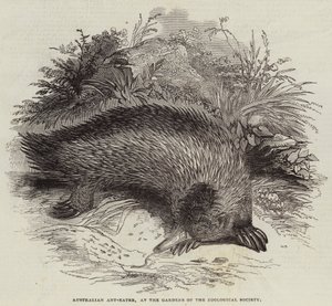 Australian Ant-Eater, at the Gardens of the Zoological Society (engraving) بواسطة مدرسة اللغة الإنجليزية