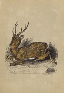 محور الغزلان (لون ليثو) بواسطة مدرسة اللغة الإنجليزية