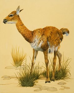 طفل اللاما بواسطة مدرسة اللغة الإنجليزية