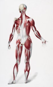 ظهر جسم الإنسان الذكري يظهر عضلات عصبية وعظام ، من The Vessels of the Body Body ، حرره جونز كوين وويليام ويلسون ، نشر بواسطة تايلور وواتسون ، لندن في عام 1837 (لون ليثو بواسطة مدرسة اللغة الإنجليزية