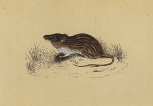 Barbary Mouse (colour litho) بواسطة مدرسة اللغة الإنجليزية
