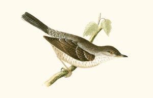 Barred Warbler ، توضيح من "تاريخ طيور أوروبا غير المرصودة في الجزر البريطانية" بقلم تشارلز روبرت بري (1811-1886) ، نشر عام 1867 بواسطة مدرسة اللغة الإنجليزية