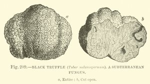 الكمأة السوداء (Tuber melanospermum) ؛ فطر جوفي بواسطة مدرسة اللغة الإنجليزية
