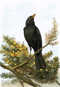 طائر أسود بواسطة مدرسة اللغة الإنجليزية