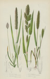 Blue Moor Grass ، عشب الذعر السائب ، العشب الخشن الخشن ، العشب الخشن الأخضر (اللون الليثو) بواسطة مدرسة اللغة الإنجليزية